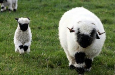 ​世界上最可爱的羊：瓦莱黑鼻羊长相呆萌可爱像玩具