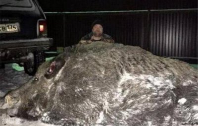​世界上最大的野猪，体重超500公斤（与小汽车差不多大）