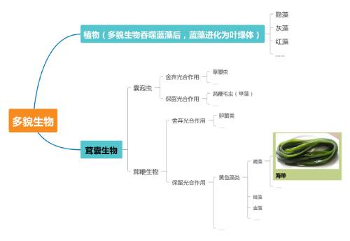 海带演化树