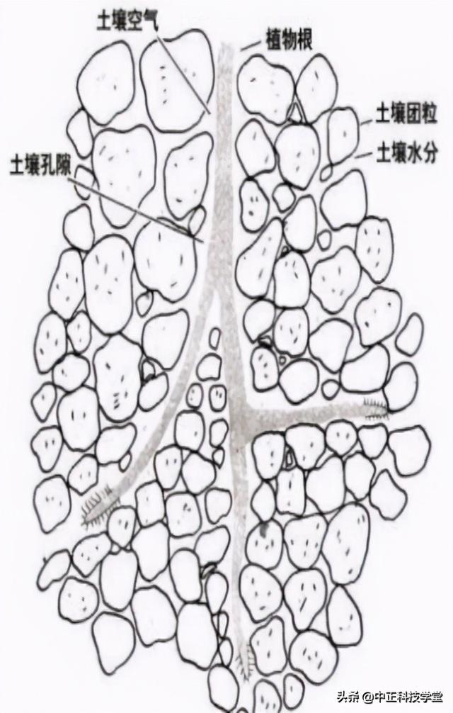 黄腐酸对农业影响（黄腐酸你了解么）(12)