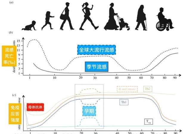 初中生处于生长发育的什么期