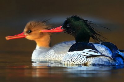 ​中华秋沙鸭几级维护?第三纪冰川保存下的物种_寰球仅1000只