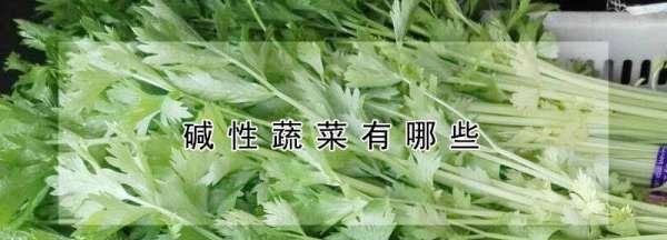 什么蔬菜是碱性的,哪些蔬菜是碱性的 哪些蔬菜属于碱性食物呢图4