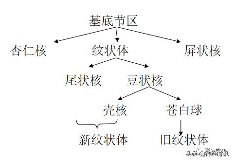 人体解剖学图解头部（解剖影像）(21)