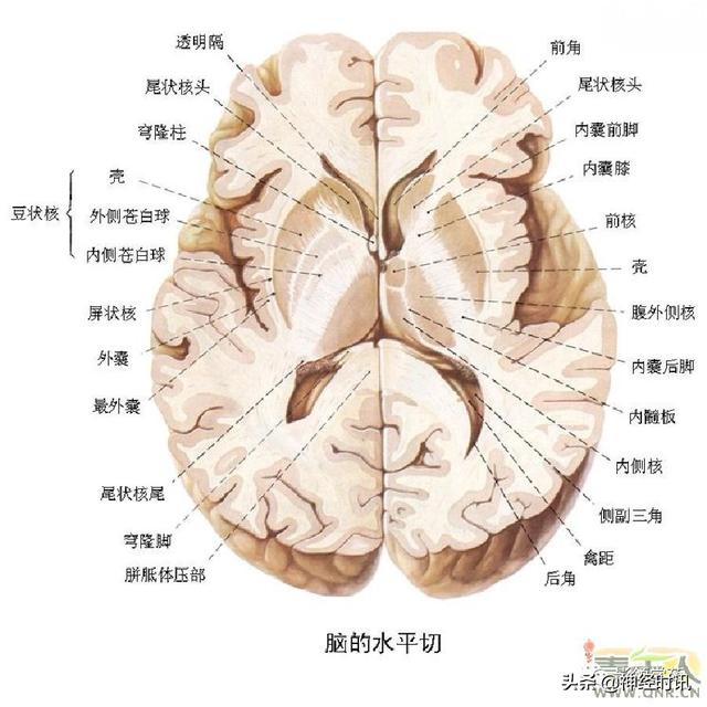 人体解剖学图解头部（解剖影像）(22)