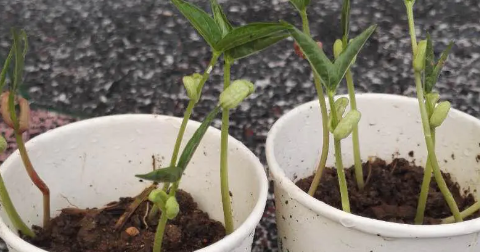 豆芽的生长过程观察,观察黄豆芽的生长过程日记四年级图8