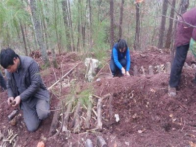 ​天麻种植条件和注意事项（天麻种植要怎么样选择土地）