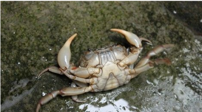 ​螃蟹习性，花盖蟹的习性？