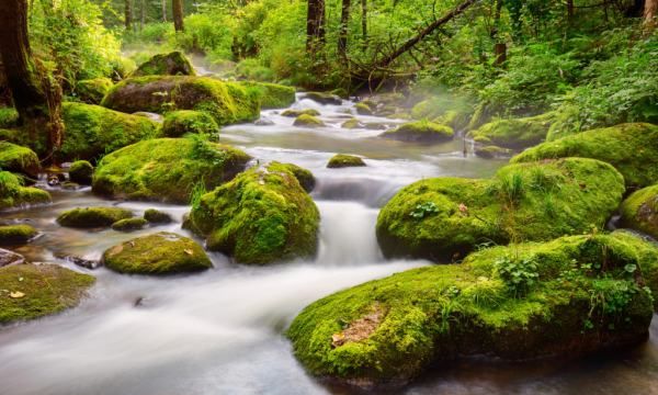 青苔可以吃,青苔可以吃吗图3