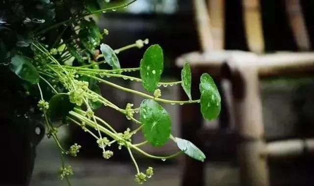 谷雨是什么意思呢，谷雨节气到了，谷雨是什么意思？谷雨节气这天会下雨吗？图4