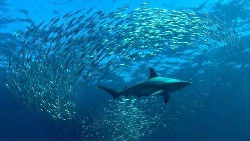 海里有什么生物图片,海里什么动物最多图3