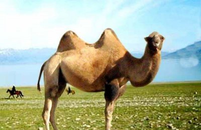 ​骆驼在什么地区活动,仅存野骆驼在中国什么地方