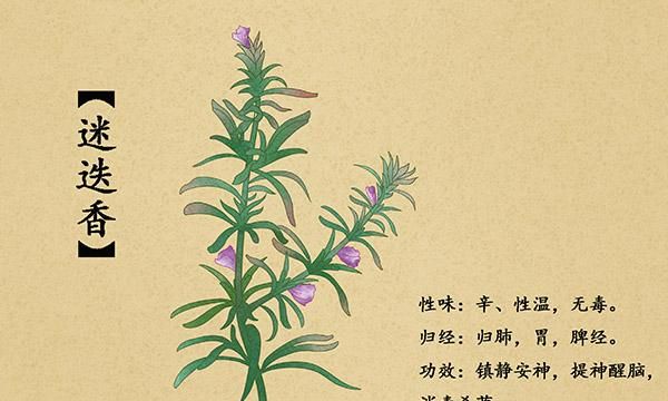 迷迭香的花语是什么，主要象征什么意思