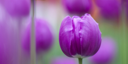 郁金香花语,郁金香花语和寓意诗句图1