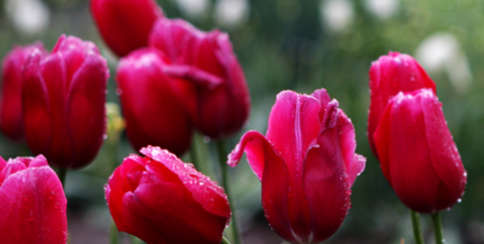 郁金香花语,郁金香花语和寓意诗句图4