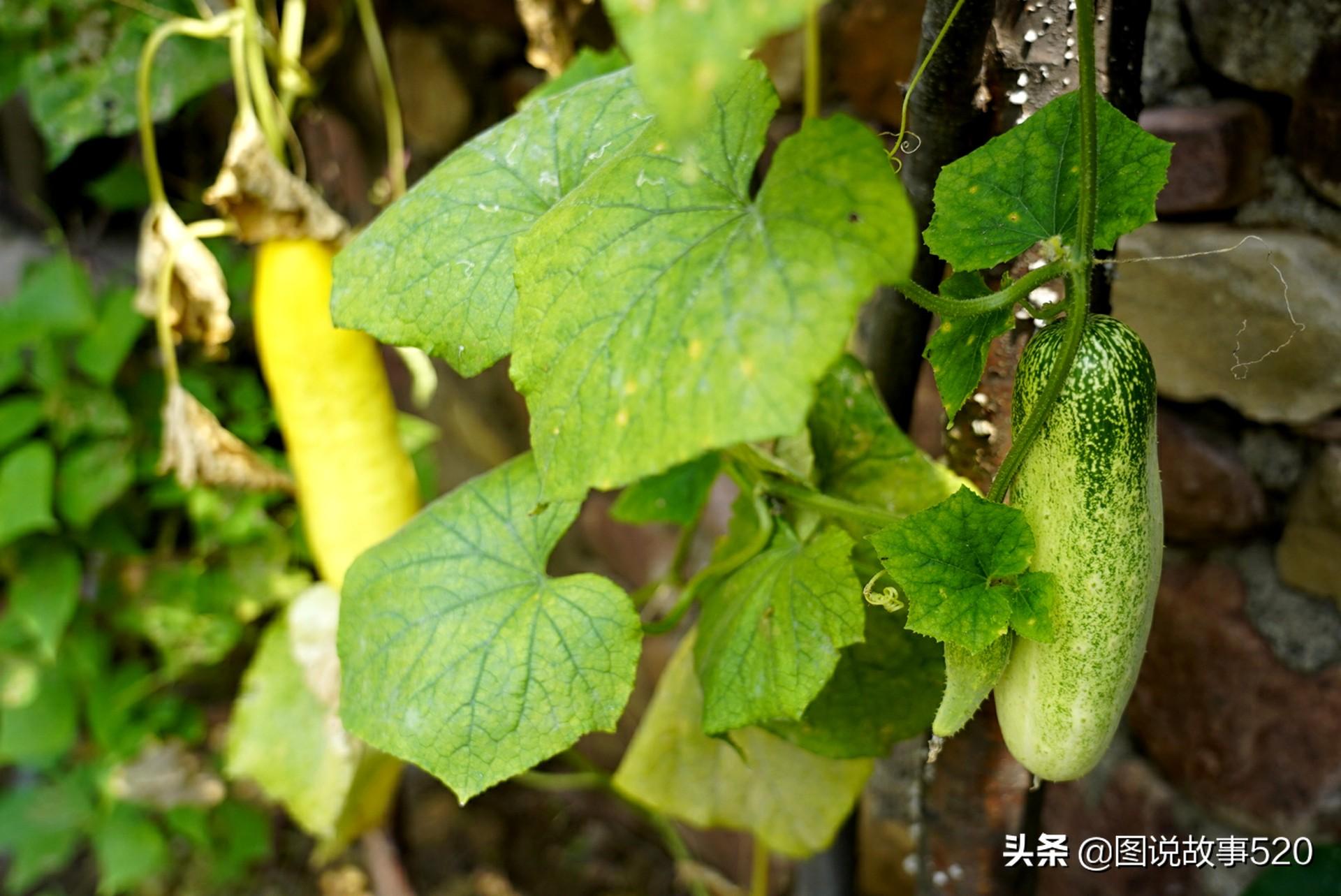 张骞出使西域带回中原一种瓜，北方人偏爱长黄吃，困难时期吃一冬