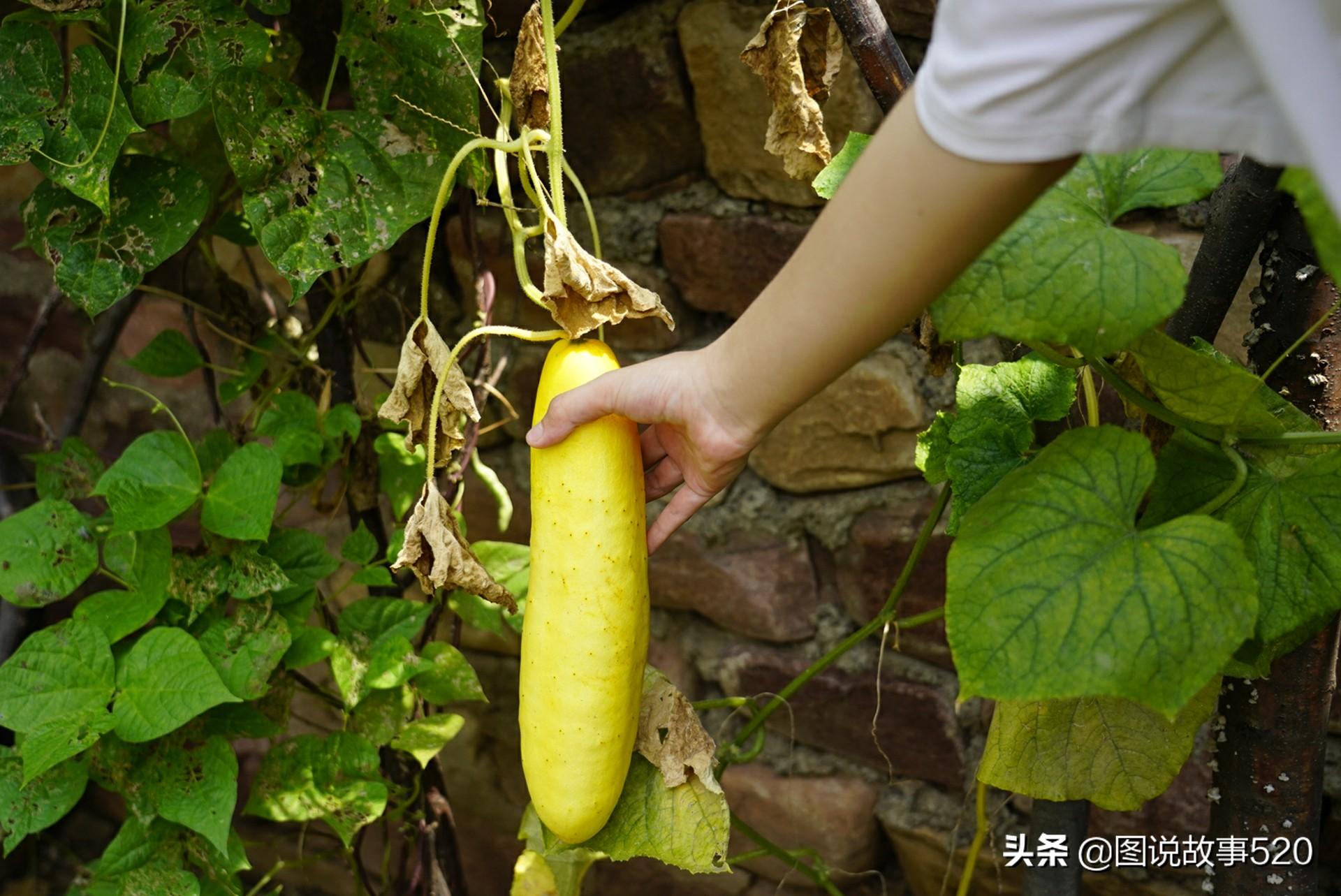 张骞出使西域带回中原一种瓜，北方人偏爱长黄吃，困难时期吃一冬