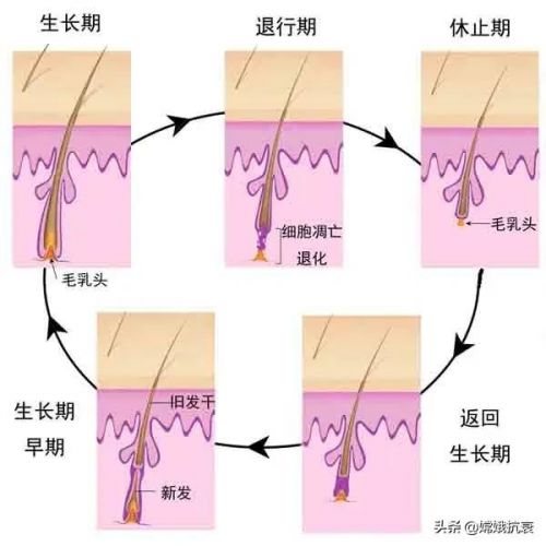 毛发生长周期三个阶段，毛发生长周期包括-第1张图片-