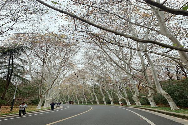 南京梧桐树的由来(南京梧桐树在哪条路)