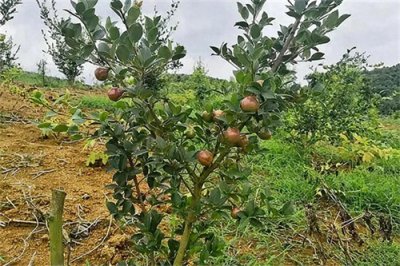 ​油茶籽油多少钱一斤(油茶籽油的正确食用方法)