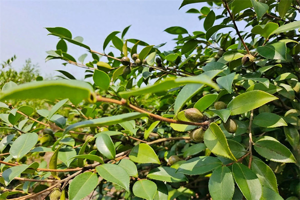 油茶籽油多少钱一斤(油茶籽油的正确食用方法)