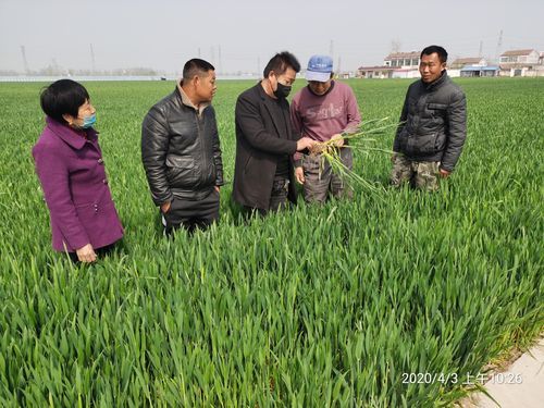 小麦种植技术与管理施肥(河南小麦种植技术)-第1张图片-