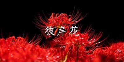 ​家里千万不能养的6种花(不能在家里面养的花)