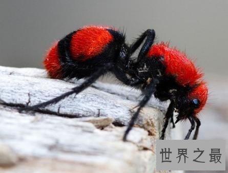 全球最奇怪的十大昆虫，长的好像从外星来的生物！