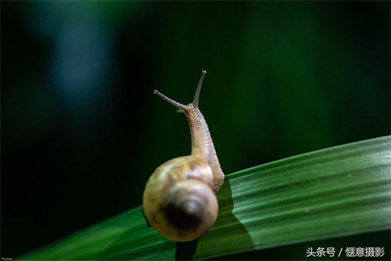 你知道蜗牛的眼睛在哪里吗？蜗牛有上万个牙齿你信不？