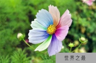 ​七色堇真实存在吗?为什么说它自然生长规律