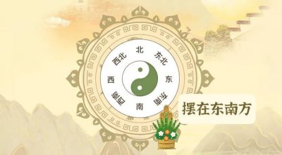 ​水培富贵竹放在家里什么地方好？这几个地方，寓意吉祥如意，不黄叶