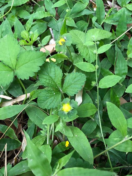 三叶委陵菜介绍（委陵菜简介）