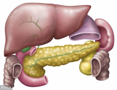 ​人体肝胆胰脾肾图片示意图大全 人体肝胆胰脾肾图片示意图高清