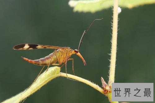 世界十大最聪明的动物小偷，海里的鲸鱼竟然也是小偷！