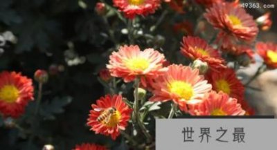 ​十大不吉利花，这“2种花”既养人又旺财还能镇宅