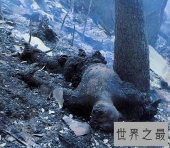 ​史上死亡人数最多的空难，日本123空难(死520人)