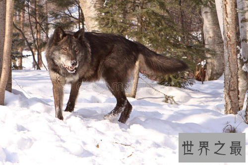 世界上最大的犬科动物，非北美灰狼莫属。