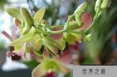 ​世界上十大最贵的花 昙花是无价之宝(开花期短)