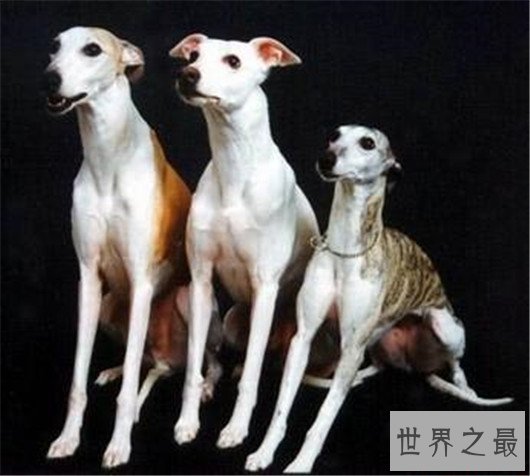 带出去超拉风的惠比特犬，你确定还不养一只吗