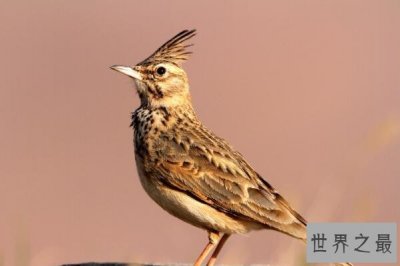 ​中国最出名的十大鸟类，朱鹮上榜，第七的野生物种仅在中国有发现