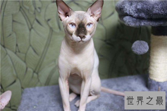 加拿大无毛猫近年来很得宠，但需要精心饲养才能存活