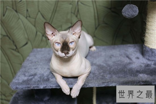 加拿大无毛猫近年来很得宠，但需要精心饲养才能存活