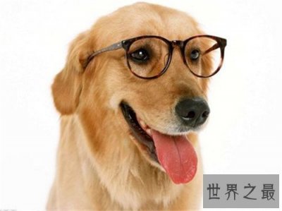 ​狗智商排名介绍 边境牧羊犬堪称最聪明的狗狗