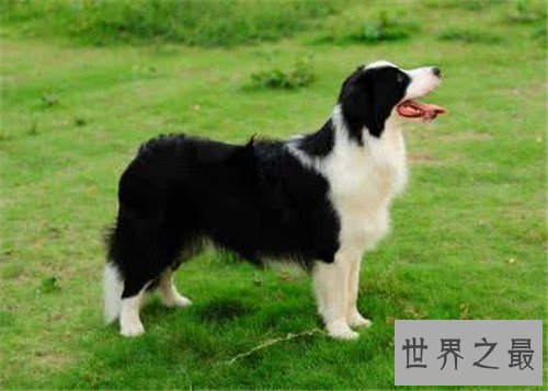 狗智商排名介绍 边境牧羊犬堪称最聪明的狗狗