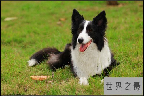 狗智商排名介绍 边境牧羊犬堪称最聪明的狗狗