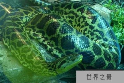 ​热带雨林十大恐怖生物：箭毒蛙体内含有巨毒