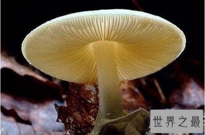 ​中国十大常见毒蘑菇，遇见致命白毒伞一定要绕道