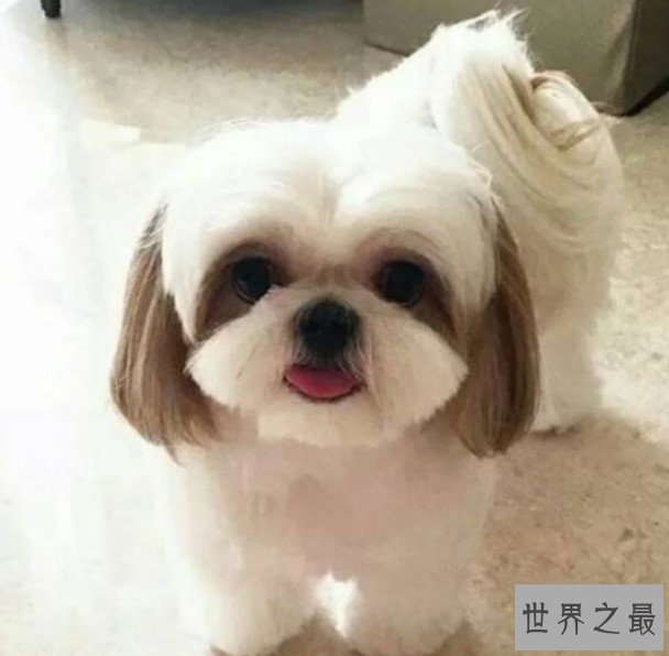 最可爱的西施犬，如何饲养会长寿呢？