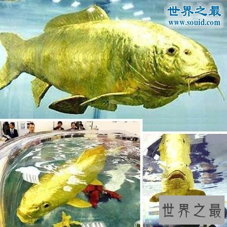 世界十大神奇的黄金生物，身体含有24K纯金