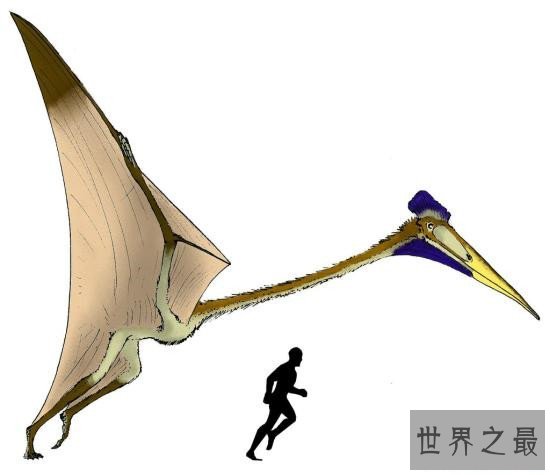 世界上最大的飞行动物风神翼龙 争霸天空以恐龙为食物